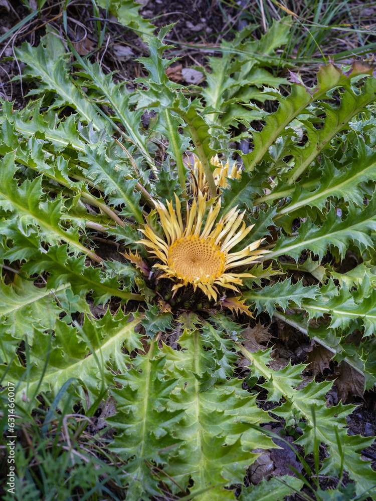 Closeup vertical view of carline thistle aka carlina acanthifolia flower and foliage in Pyrenees mountains, France Closeup vertical view of carline thistle aka carlina acanthifolia flower and foliage in Pyrenees mountains, France