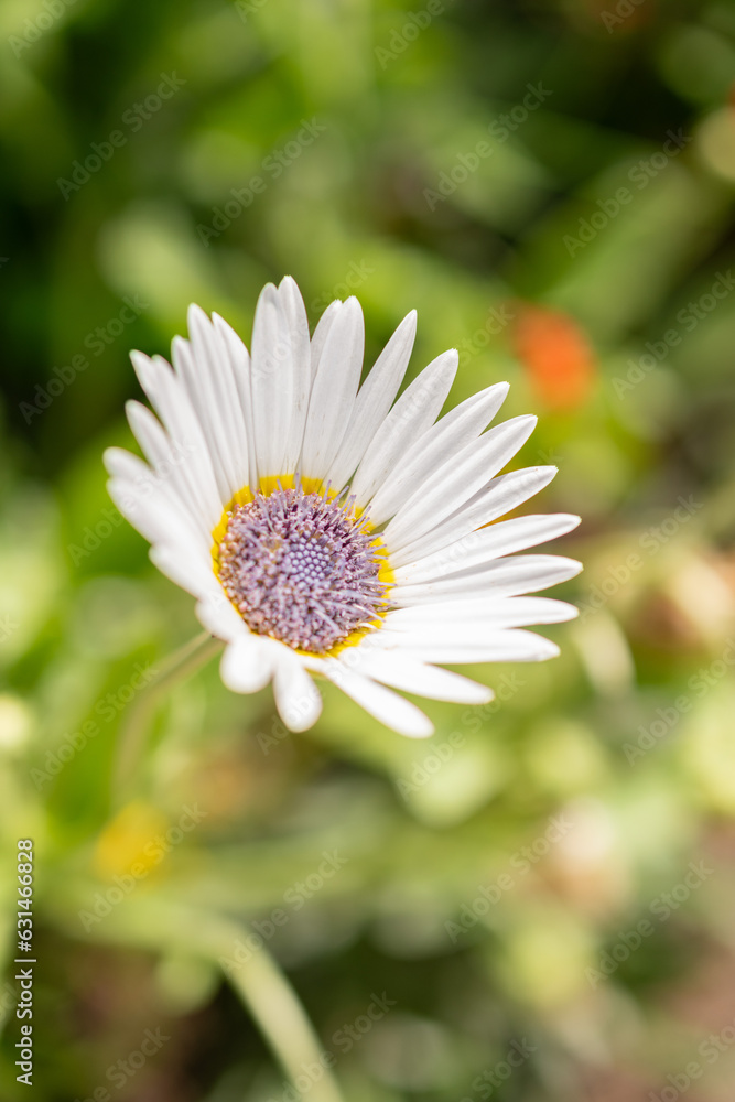 Blue eyed african daisy or Arctotis Venusta flower in Zurich in Switzerland Blue eyed african daisy or Arctotis Venusta flower in Zurich in Switzerland