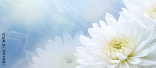 A blurred background with a white chrysanthemum. text space available.