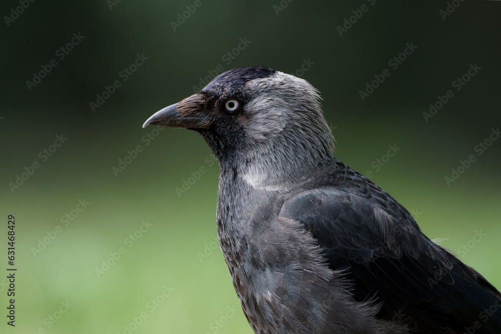 portrait of a jackdaw, Corvus monedula portrait of a jackdaw, Corvus monedula