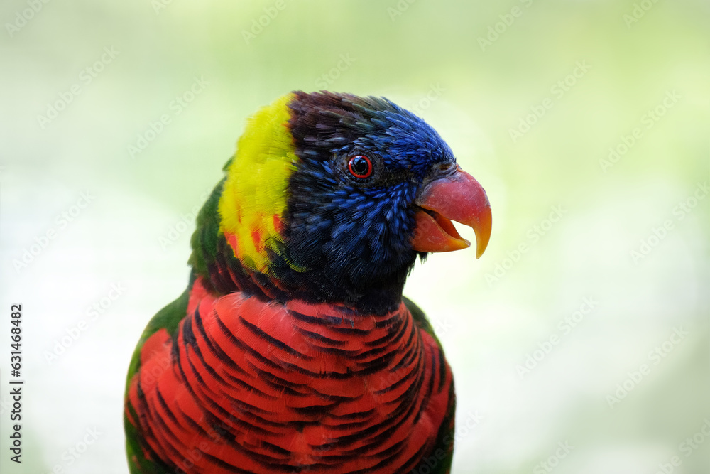 Coconut lorikeet, Trichoglossus haematodus, red-breasted parrot Coconut lorikeet, Trichoglossus haematodus, red-breasted parrot