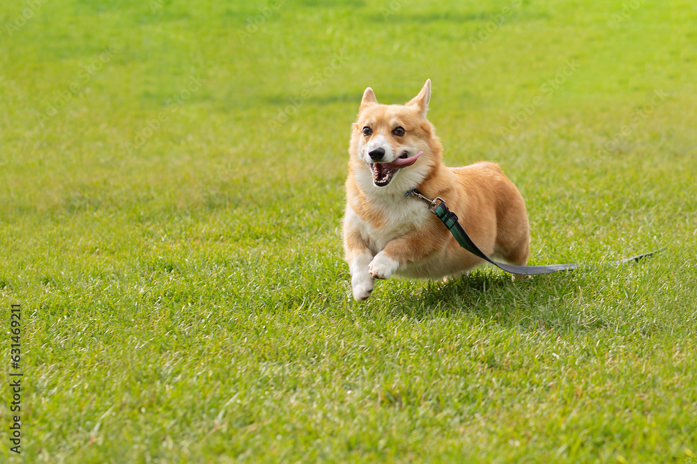happy dog running on the grass, funny pet on a walk, active pembroke corgi in the park