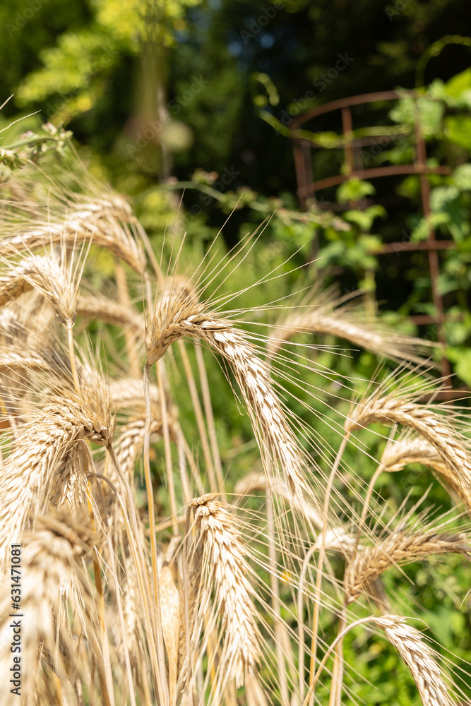 Pasta Wheat or Triticum Durum plant in Zurich in Switzerland Pasta Wheat or Triticum Durum plant in Zurich in Switzerland