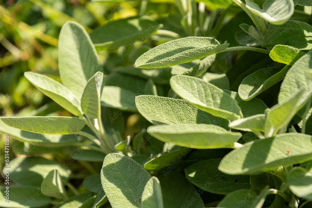 Common Sage or Salvia Officinalis plant in Zurich in Switzerland Common Sage or Salvia Officinalis plant in Zurich in Switzerland