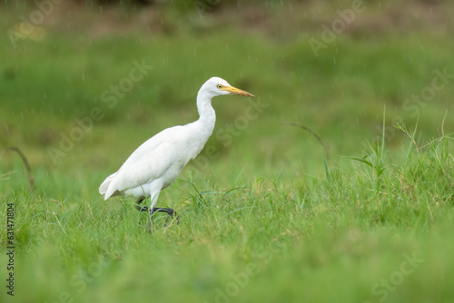 Close-up of a walking cattle egret (bubulcus ibis) with green background