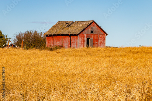 Rustic farm buildings. Starland County, Alberta, Canada