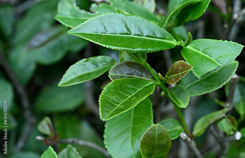 green vegetable background. green tea leaves. Georgia. botanical garden in Batumi green vegetable background. green tea leaves. Georgia. botanical garden in Batumi