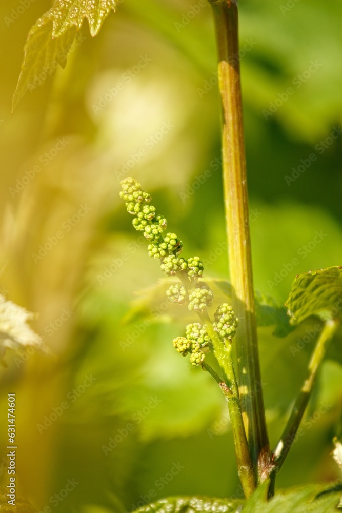 A romantic tender photo of a blooming vine A romantic tender photo of a blooming vine