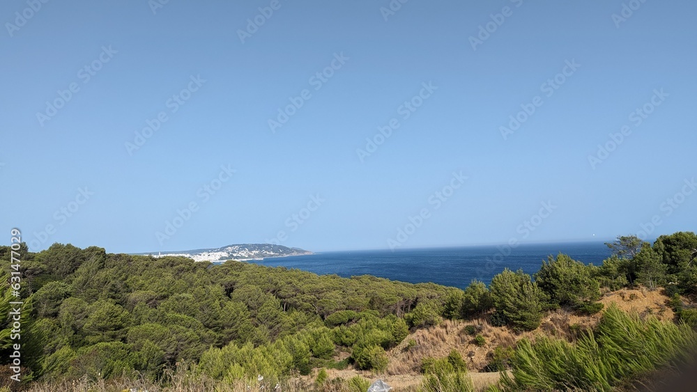 pine tree on the coast of the sea pine tree on the coast of the sea