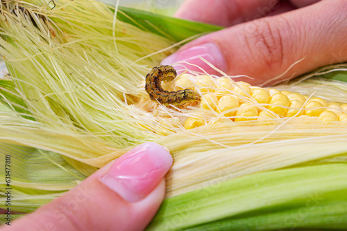Obraz na płótnie Worm on fresh corn cob. Caterpillar eats an ear of corn.