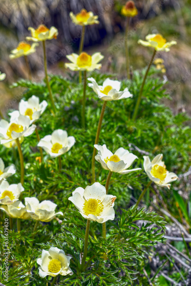 Große Alpen-Kuhschelle (Pulsatilla alpina) in Graubünden, Schweiz Große Alpen-Kuhschelle (Pulsatilla alpina) in Graubünden, Schweiz