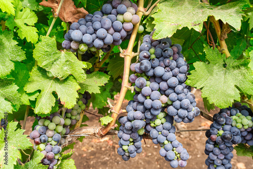 grappoli d\'uva da vino rosso doc maturi, in un vigneto pugliese in estate - Salento, Lizzano, Puglia, Taranto, Italy