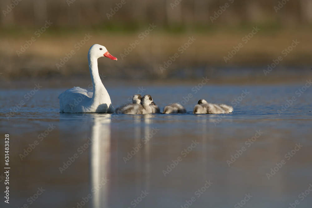 Coscoroba swan with cygnets swimming in a lagoon , La Pampa Province, Patagonia, Argentina. Coscoroba swan with cygnets swimming in a lagoon , La Pampa Province, Patagonia, Argentina.