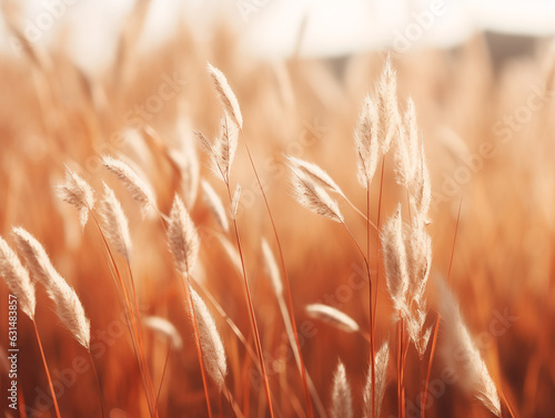 Background, wall texture, warm colors, bright leaves