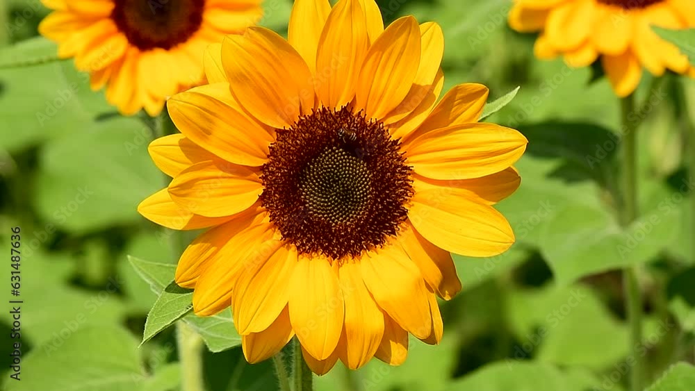 Sunflower with bee harvesting honey on it in the park. Sunflower with bee harvesting honey on it in the park.