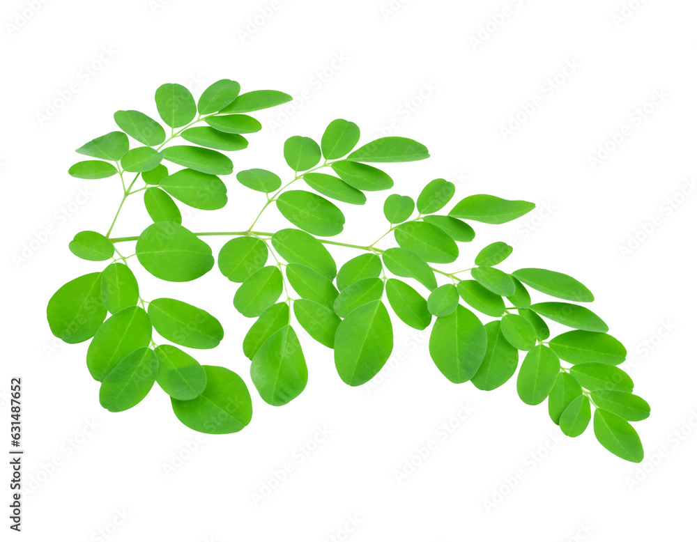 Moringa leaves have medicinal properties. top view transparent png Moringa leaves have medicinal properties. top view transparent png
