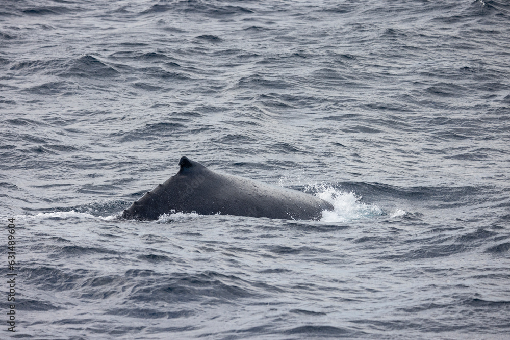 Humpback Whale seen near the Gold Coast in Queensland, Australia Humpback Whale seen near the Gold Coast in Queensland, Australia