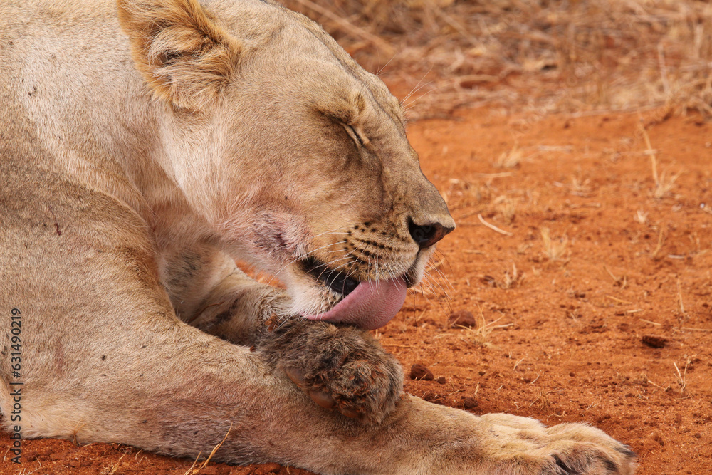 Lioness in Tsavo East national park in Kenya. Lioness in Tsavo East national park in Kenya.