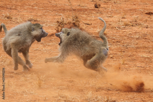 Baboons fighting in Tsavo East national park in Kenya.