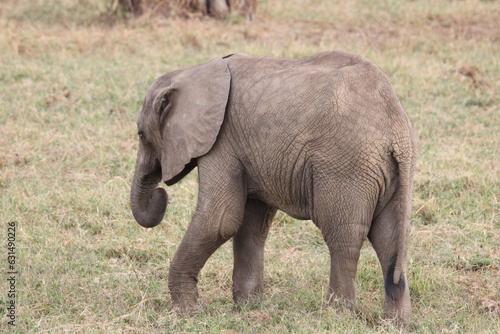 An elephant in Tsavo East national park in Kenya.