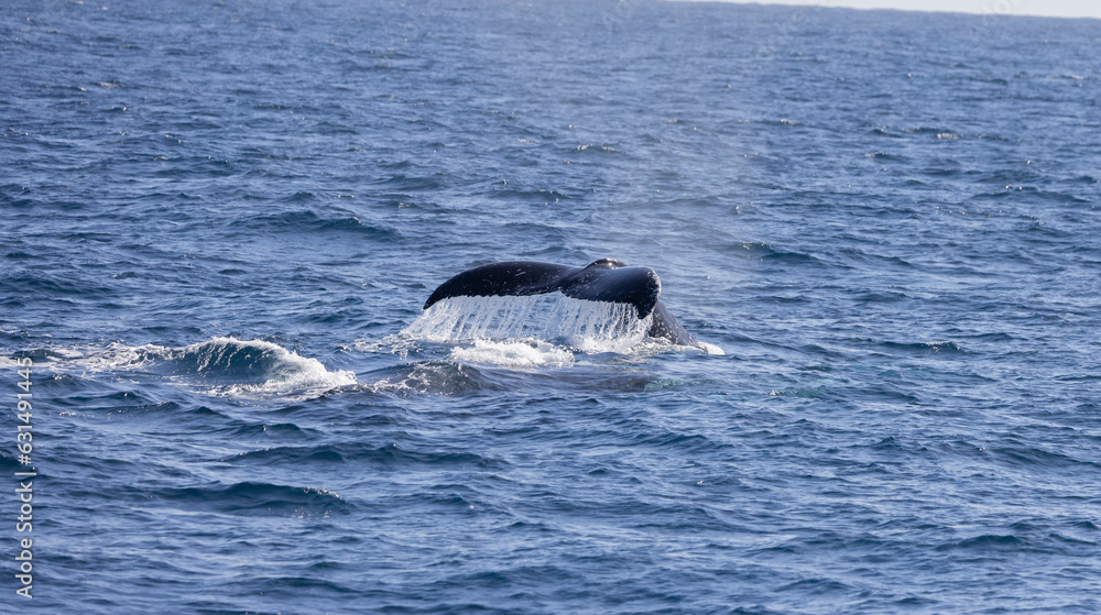 Obraz premium Tail fin of a Humpback Whale seen near the Gold Coast in Queensland, Australia