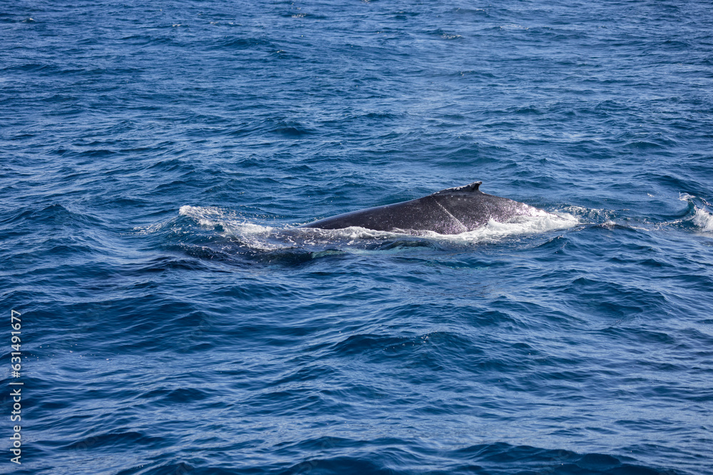 Obraz premium Humpback Whale seen near the Gold Coast in Queensland, Australia