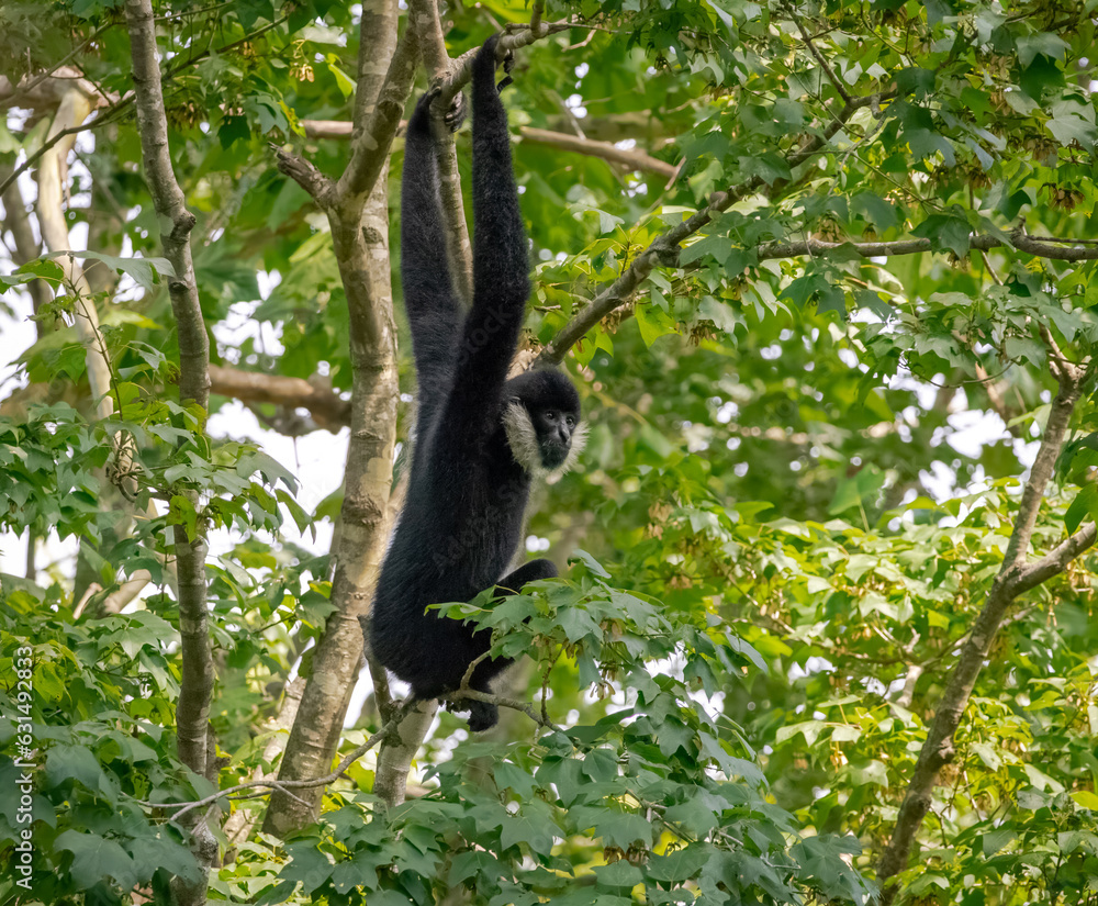 Obraz premium White-cheeked gibbons foraging in a jungle habitat at a zoo in Tennessee.