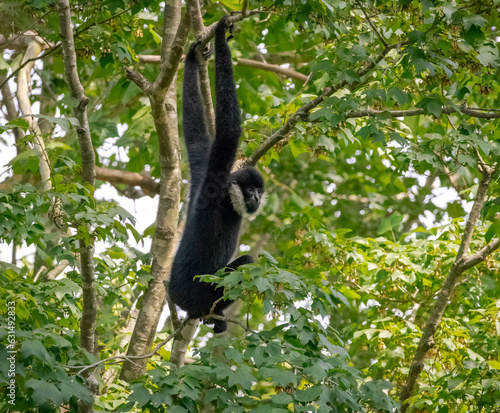 White-cheeked gibbons foraging in a jungle habitat at a zoo in Tennessee.