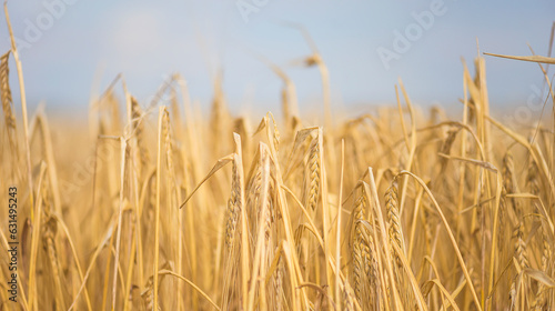 Close up for ripe barley on sunny day