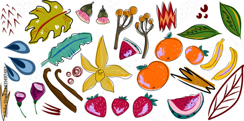 Exotic tropical set, fruits, flowers, leaves. Vector set, elements collection