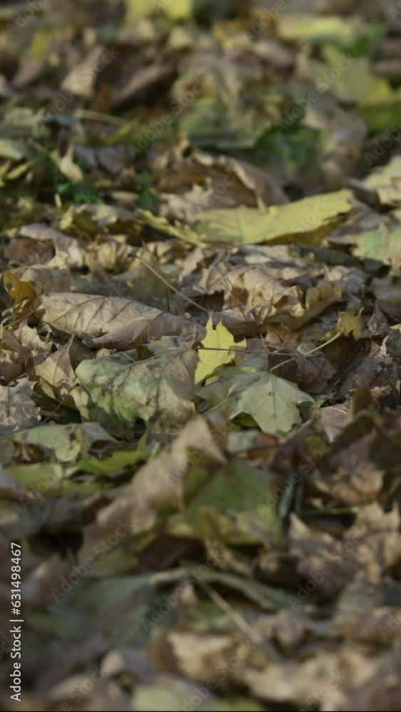 Vertical video, Camera moves sideway to right fallen autumn dry leaves lying on ground in sunligh. Background of yellow fallen autumnal leaves, 4K - 50fps. Vertical video, Camera moves sideway to right fallen autumn dry leaves lying on ground in sunligh. Background of yellow fallen autumnal leaves, 4K - 50fps.
