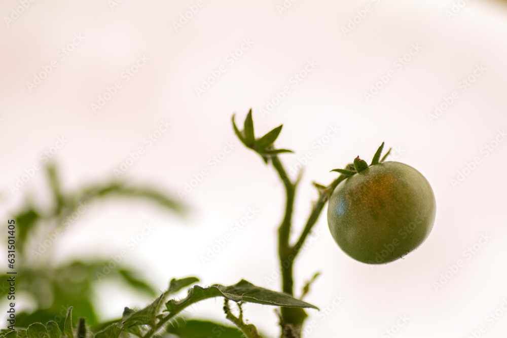 Tomate Anbau pflanzen garten isoliert weißer hintergrund 