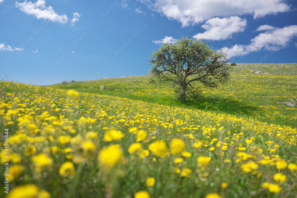 Tree and yellow flowers in mountain meadow