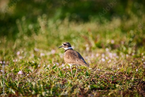 Killdeer bird walking on a grassy surface in the daylight. photo