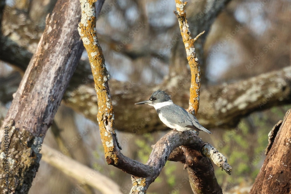 Small bird perched atop a lichen-covered tree branch, illuminated by the warm light of the sun