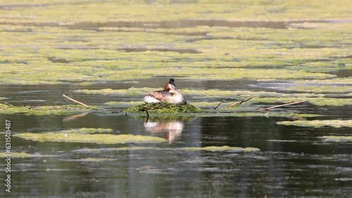 Svasso maggiore nel nido