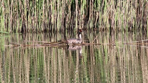 Svasso maggiore nel nido