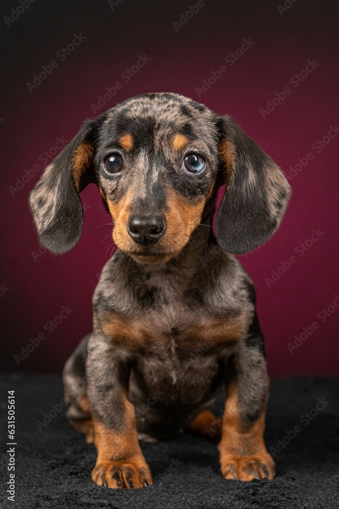 Adorable dachshund isolated on a dark brown background