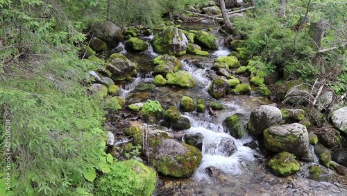 Ruscello d'acqua nel bosco