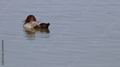 Moriglione euroasiatico