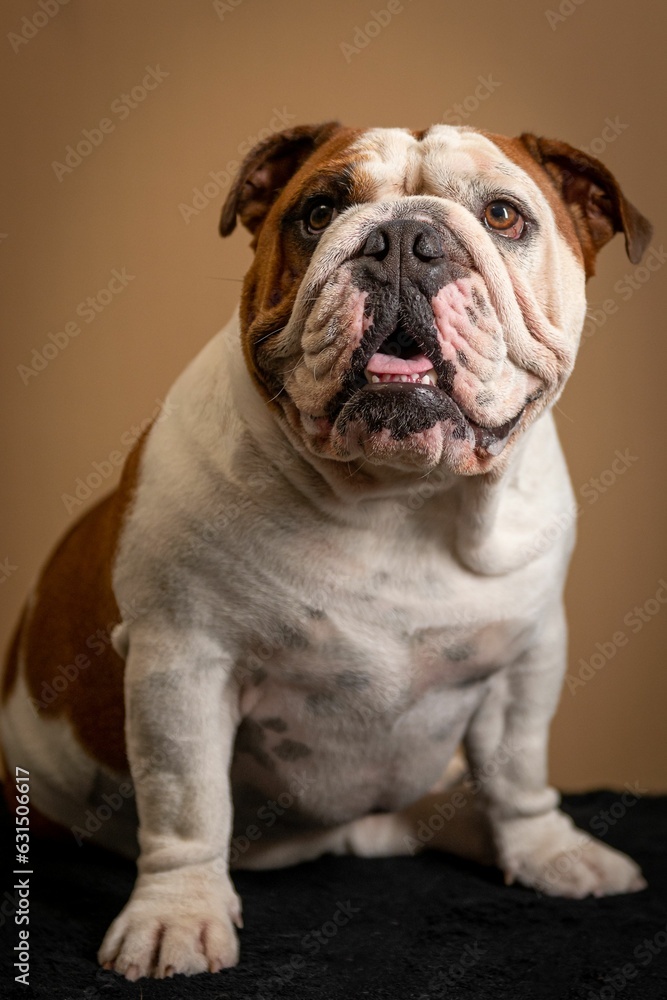 Adorable American Bulldog against a beige background