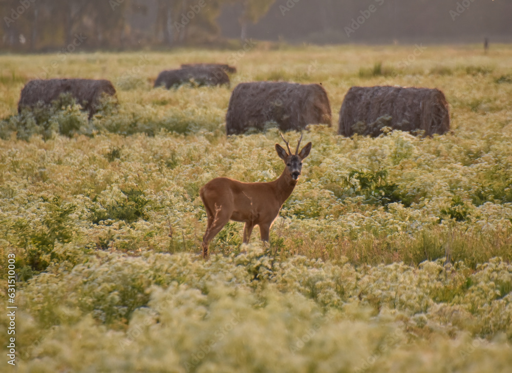 Obraz premium Antlered deer at sunset near hay bales in a meadow