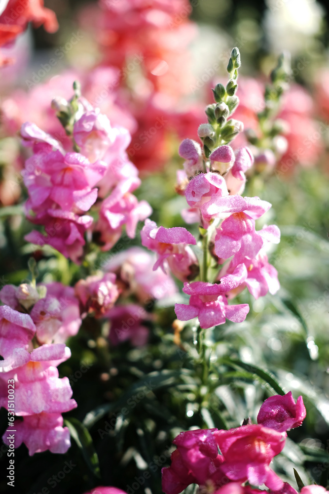 Blooming pink flowers field in the meadow with natural sunlight. Blooming pink flowers field in the meadow with natural sunlight.
