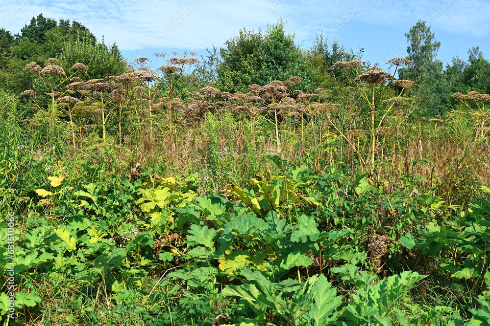 Stems and umbrellas with seeds of a poisonous plant Sosnowsky hogweed