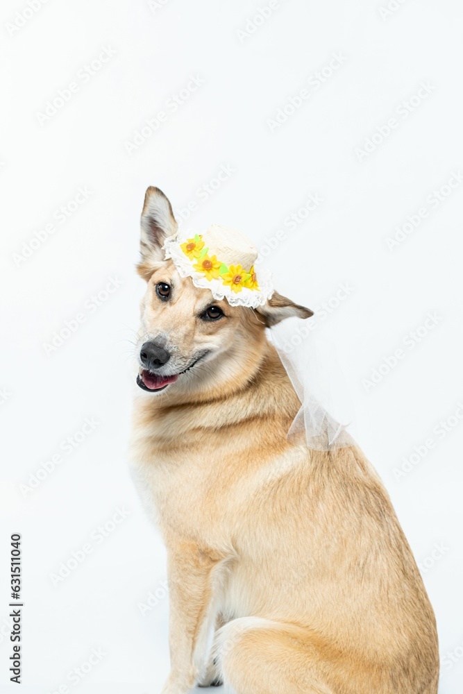 Chinook dog wearing a white bridal veil and flower headpiece on a white background Chinook dog wearing a white bridal veil and flower headpiece on a white background