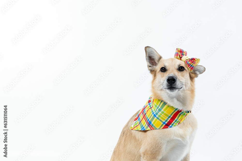 Cheerful canine is featured wearing a fashionable plaid tie and bow on the head