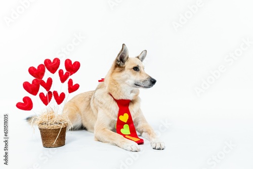 Chinook dog  wearing a red necktie sits next to a vase filled with red hearts on a white background photo