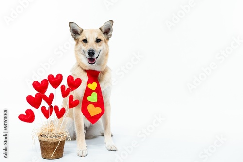 Chinook dog  wearing a red necktie sits next to a vase filled with red hearts on a white background photo