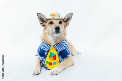 Chinook dog  wearing a yellow bow tie and a matching hat on a white background © Leandro Omine/Wirestock Creators