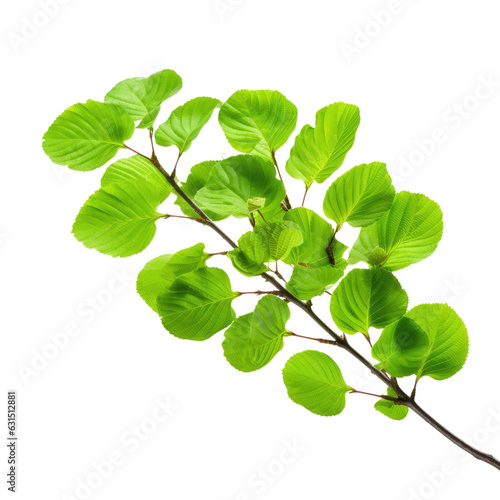 Green leaves on a beech branch against a transparent backround.